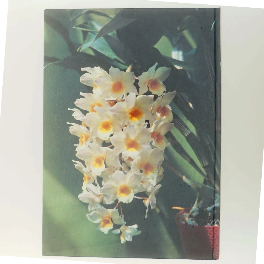 Alt om stueplanter: Orkidéer af <Bogforfattere> (Bog)