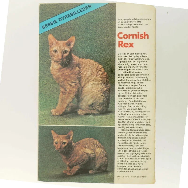 Bessie Sporhunden af <Bogens forfattere> (Bog)