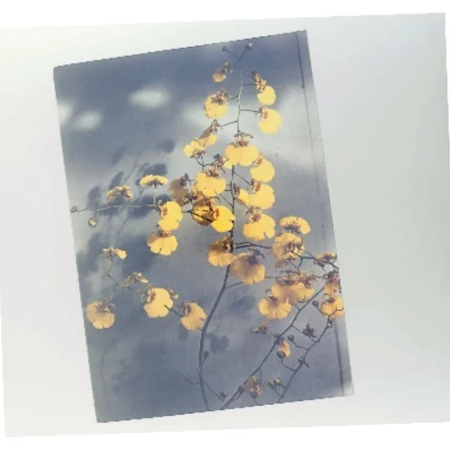 Orkideer i alle farver (Bog)