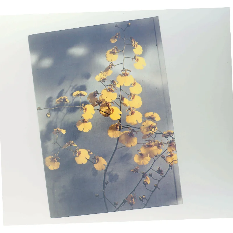 Orkideer i alle farver (Bog)