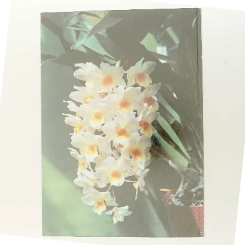 Alt om stueplanter: Orkidéer (Bog)