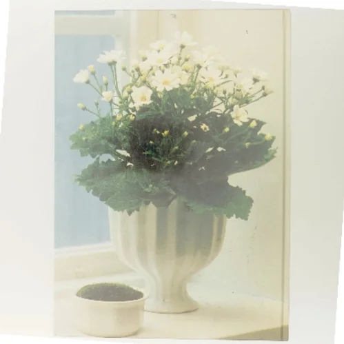 Hvide blomster af <Bog ikke specificeret> (Bog)