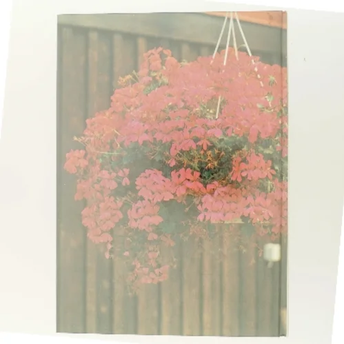 Sommerblomster (Bog)