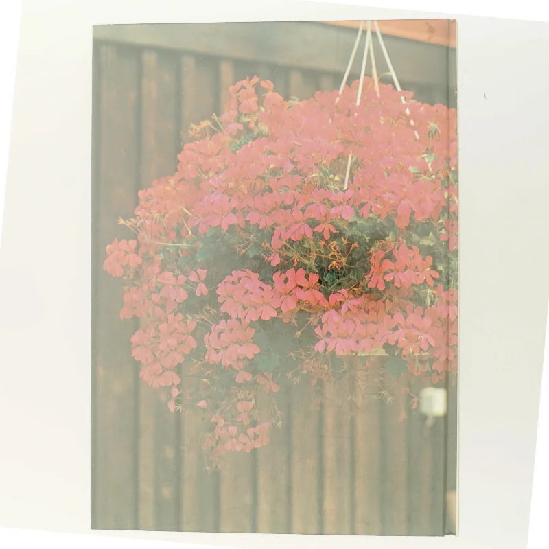 Sommerblomster (Bog)