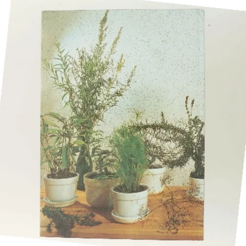 Alt om stueplanter: Krydderurter af <Bogens forfattere> (Bog)