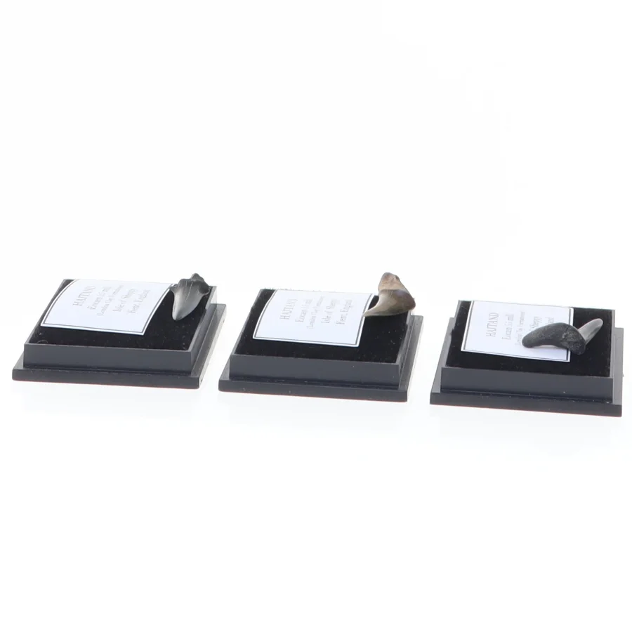 Fossiler af hajtænder (str. Eske 4 x 3,5 cm)