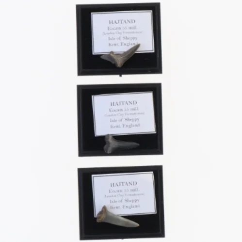 Fossilede hajtænder (str. Aske 4 x 3,5 cm)