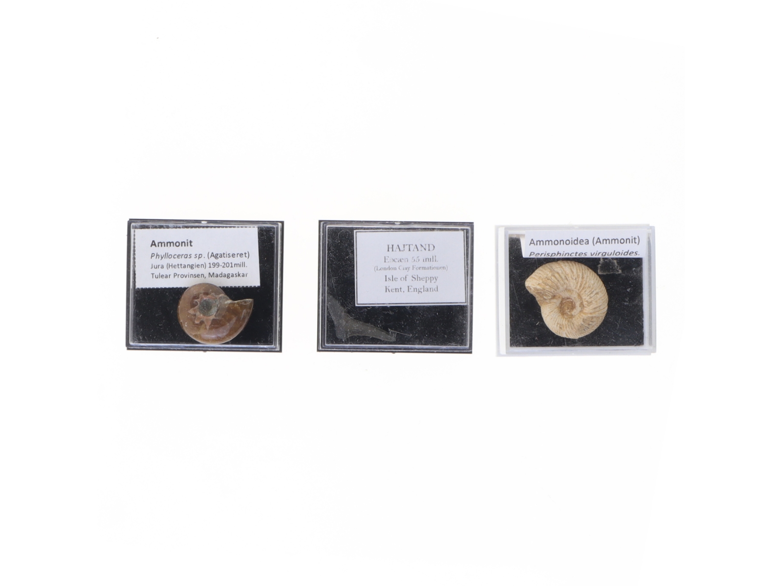 Fossile prøver med displaykasser (str. Eske 4,1 x 3,5 x 2,1 cm)