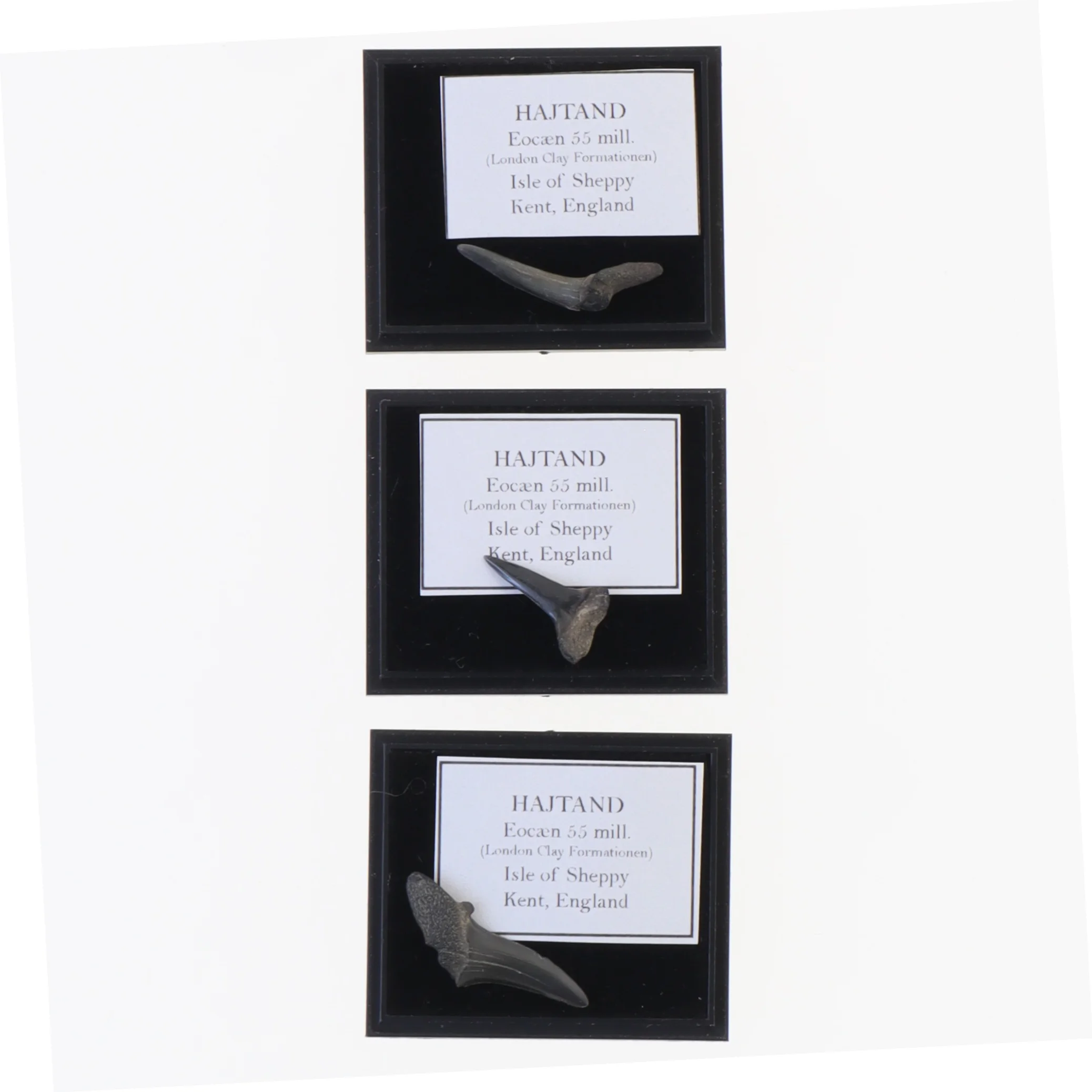 Fossile hajtænder (str. Aske 4 x 3,5 cm)