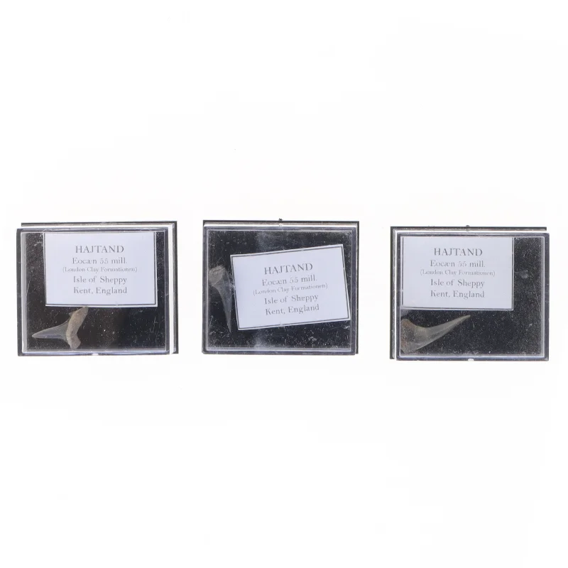 Fossile hajtænder (str. Eske 4,1 x 3,5 x 2,1 cm)