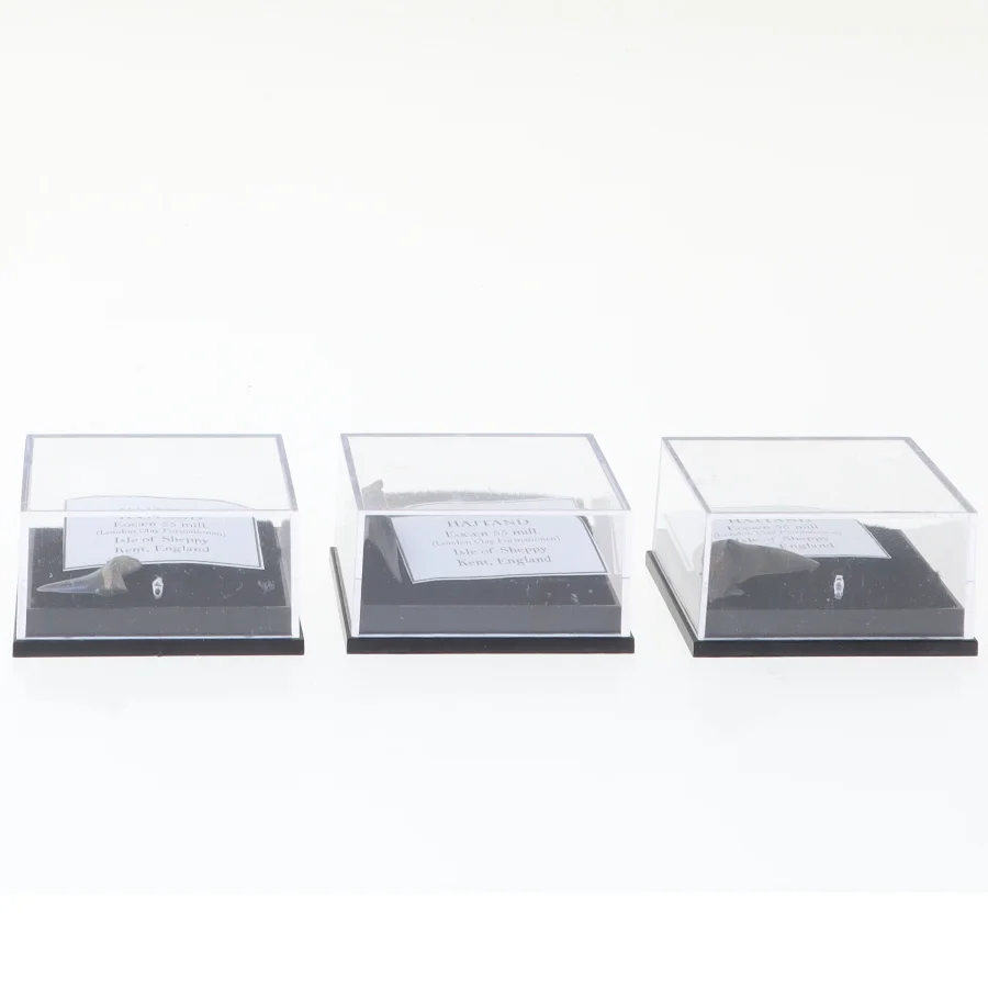 Fossile hajtænder (str. Eske 4,1 x 3,5 x 2,1 cm)