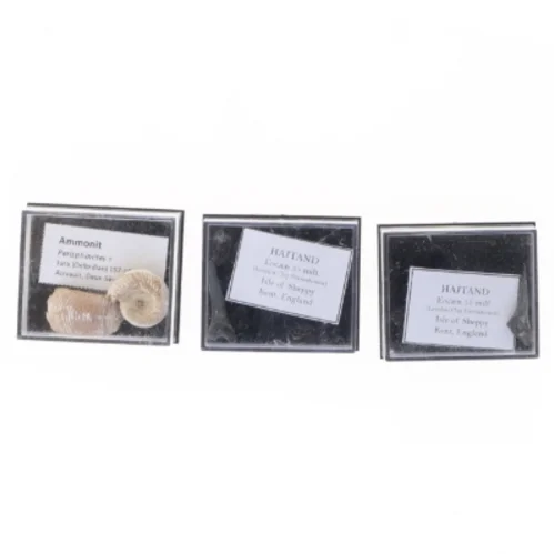 Fossile prøver i udstillingskasser (str. Aske 4,1 x 3,5 x 2,1 cm)