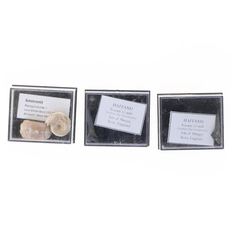 Fossile prøver i udstillingskasser (str. Aske 4,1 x 3,5 x 2,1 cm)