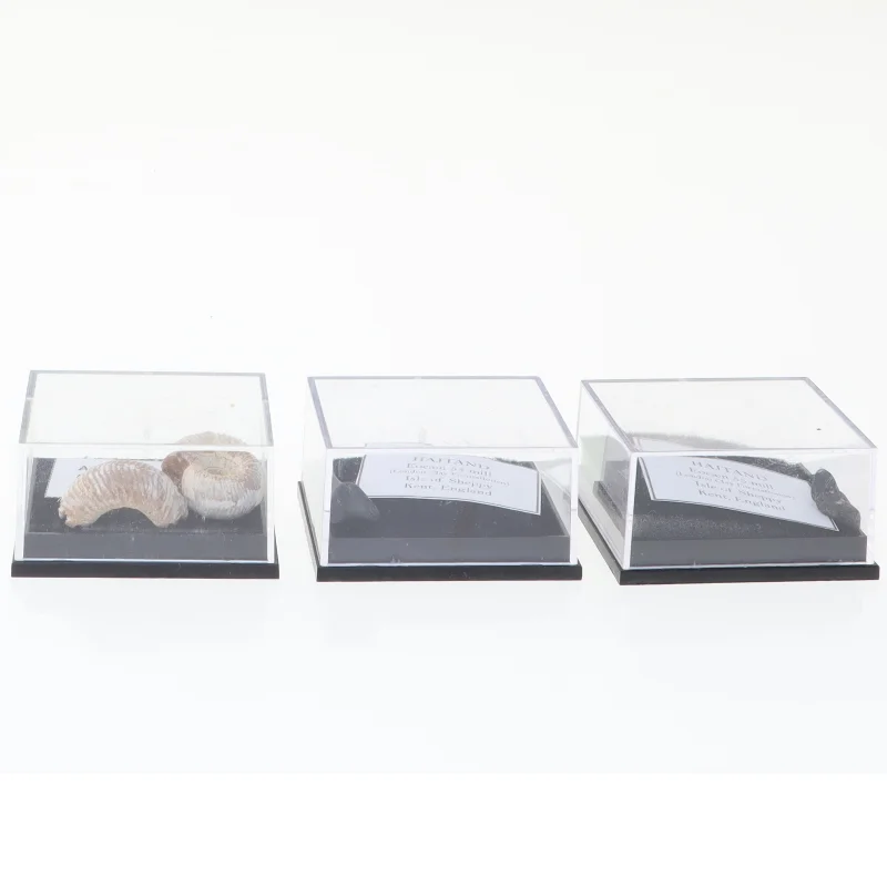 Fossile prøver i udstillingskasser (str. Aske 4,1 x 3,5 x 2,1 cm)