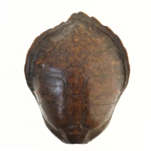 Dekorativ skildpaddeskal (str. 49 cm)