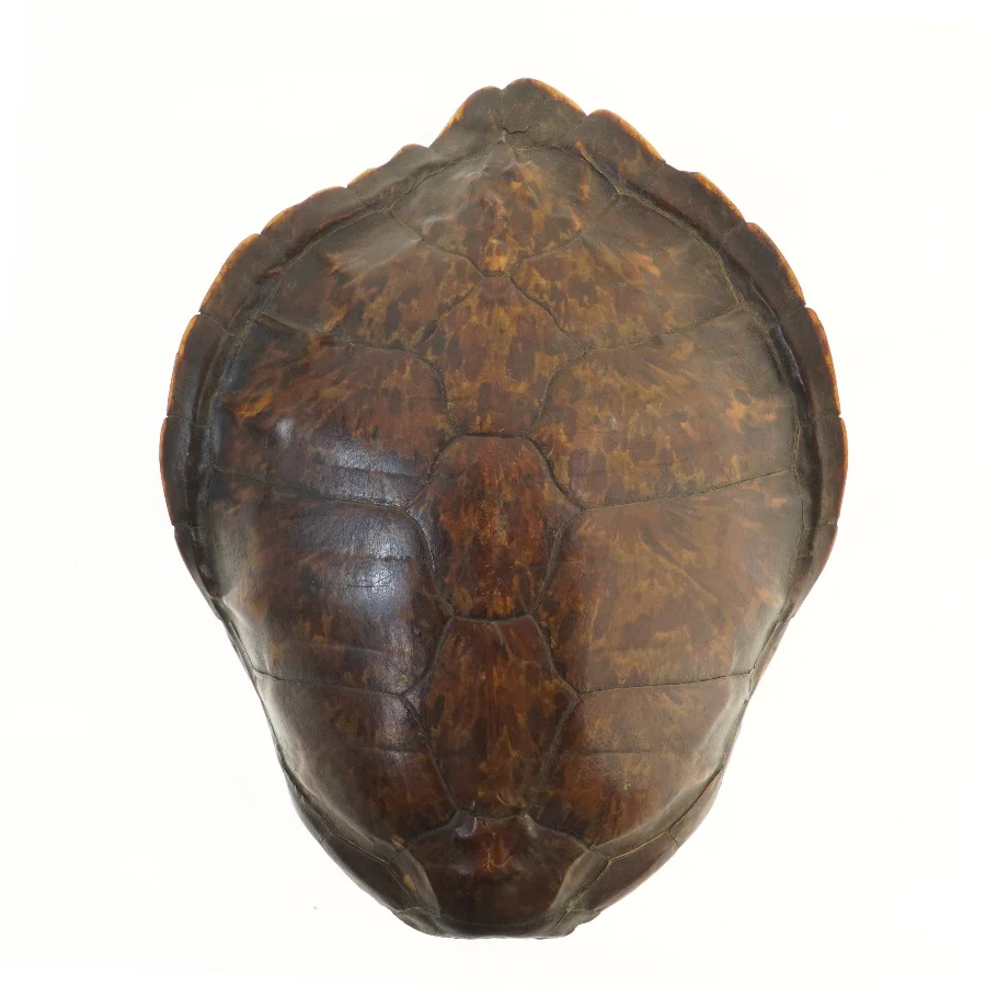 Skildpaddeskjold, Vestindiske øer