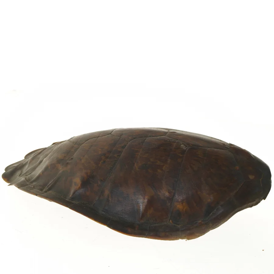 Skildpaddeskjold, Vestindiske øer