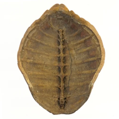 Dekorativ skildpaddeskal (str. 49 cm)