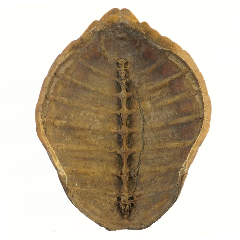 Dekorativ skildpaddeskal (str. 49 cm)