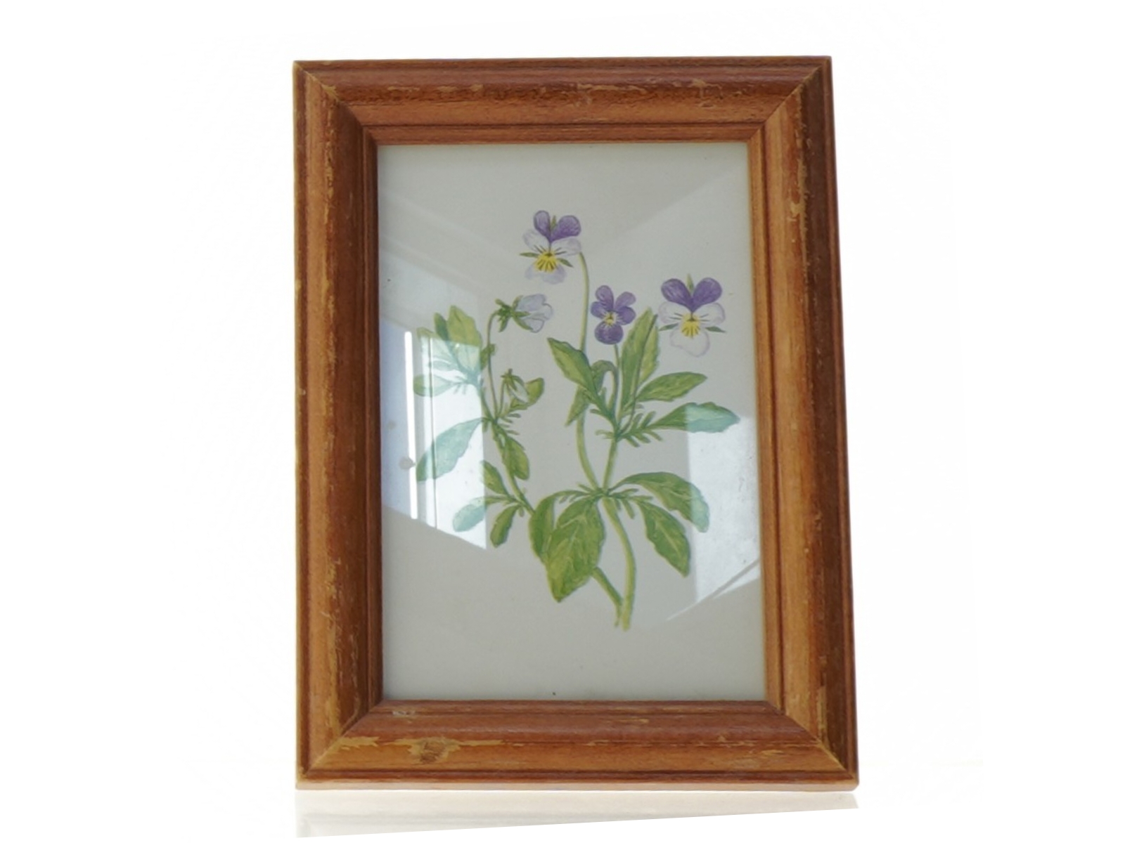 Indrammet botanisk tryk (str. 19 x 14 cm)