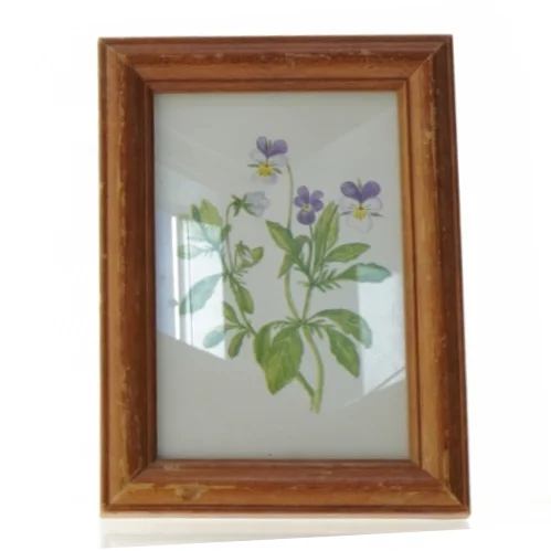 Indrammet botanisk tryk (str. 19 x 14 cm)