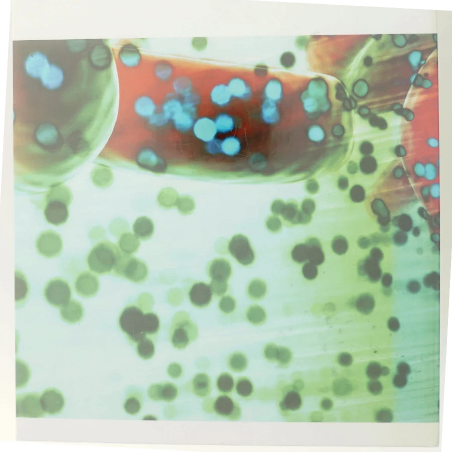 Forskerliv – Liv i forskningen (Bog)