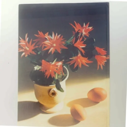 Forår i huset (Bog)