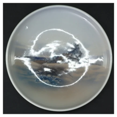 Hvid porcelænstallerken (str. 16 cm i diameter)