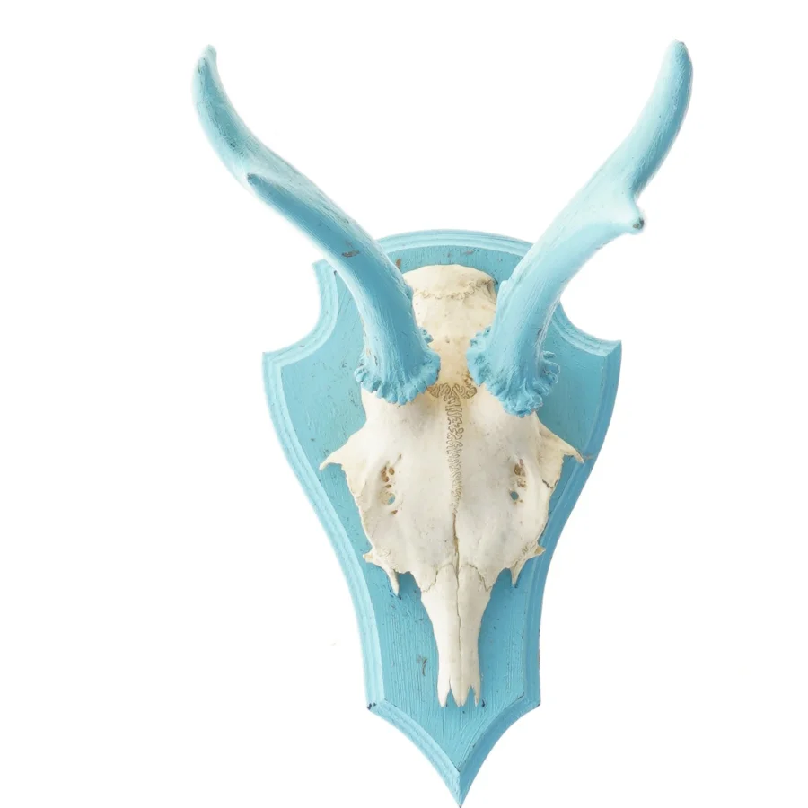 Dekorativt kranie med blå horn (str. 30x16 cm)