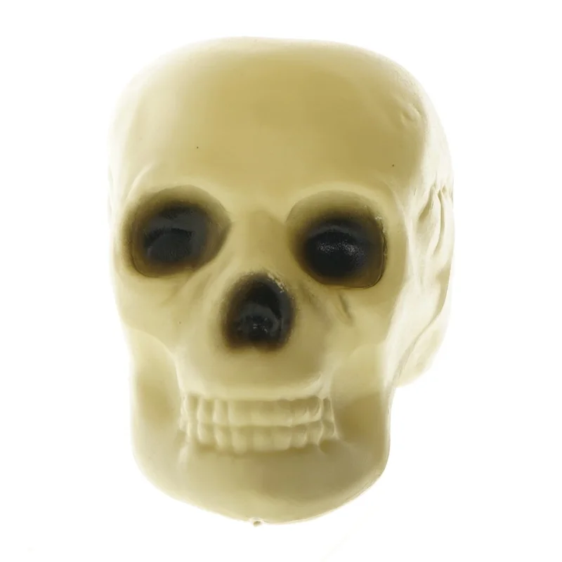 Kranium(str. 17,5 cm) (str. 17,5 cm)