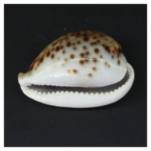 Sneglehus (str. 8,5 cm)