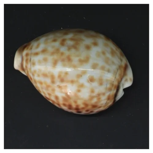 Sneglehus (str. 8,5 cm)