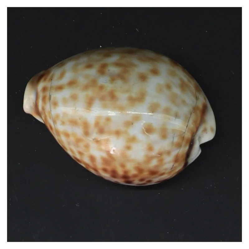 Sneglehus (str. 8,5 cm)