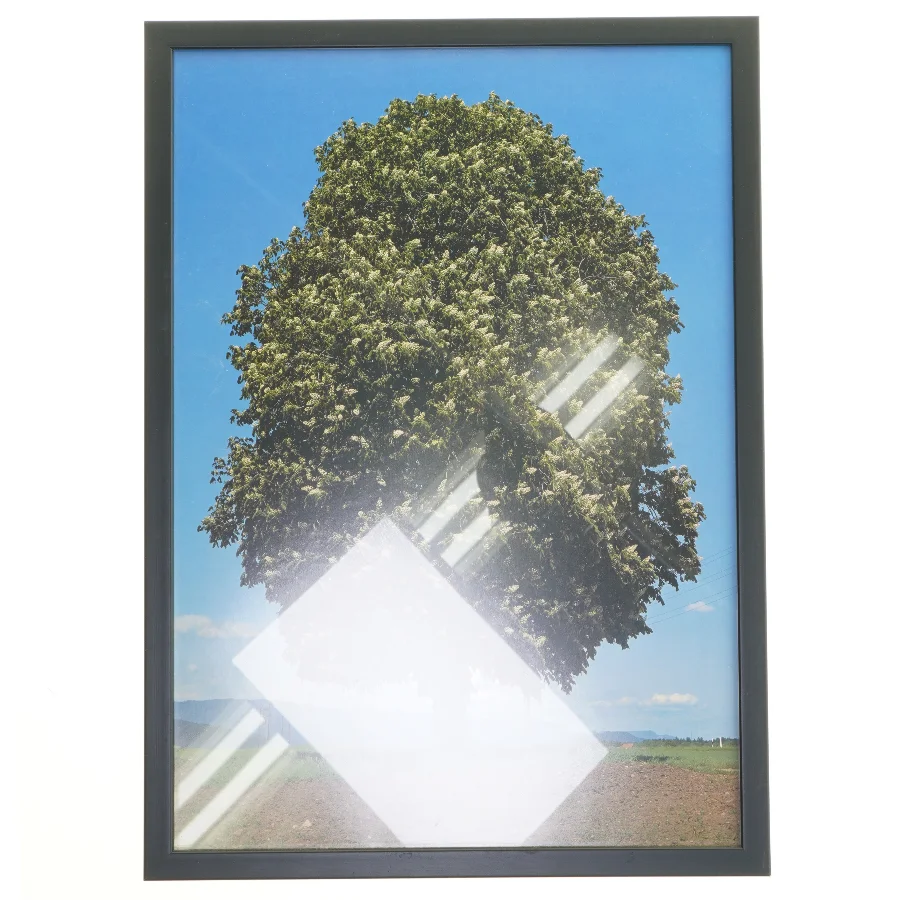 Plakat med trær (str. 30x42 cm)